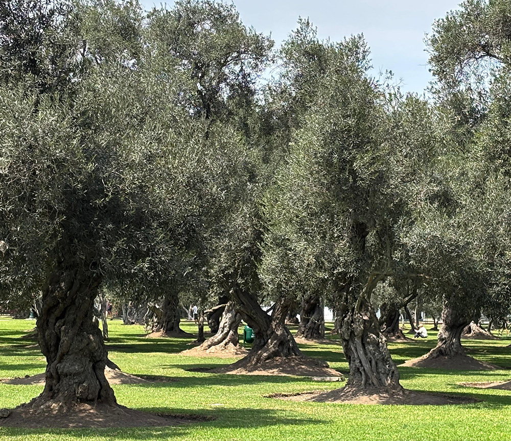 Parque El Olivar